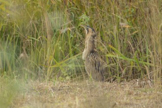 Eurasian or Great bittern (Botaurus stellaris) adult bird stood in a reedbed clearing, England,