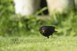 Eurasian blackbird (Turdus merula) adult male bird collecting worms for food from a garden grass