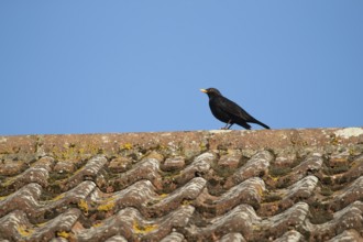 Eurasian blackbird (Turdus merula) adult male bird perched on a house roof, England, United Kingdom