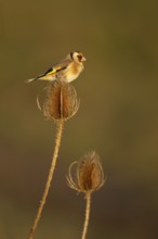 European goldfinch (Carduelis carduelis) adult bird perched on a teasel seed head, England, United