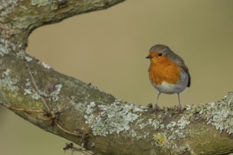 European robin (Erithacus rubecula) adult bird perched on a tree branch, England, United Kingdom