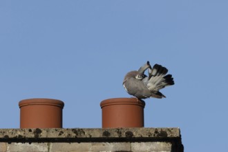 Wood pigeon (Columba palumbus) adult bird preening on an urban rooftop chimney pot, England, United