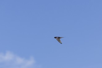 Barn swallow (Hirundo rustica) adult bird in flight, England, United Kingdom