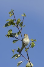 Willow warbler (Phylloscopus trochilus) adult bird singing in a tree in springtime, England, United