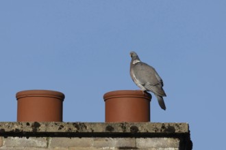 Wood pigeon (Columba palumbus) adult bird on an urban rooftop chimney pot, England, United Kingdom