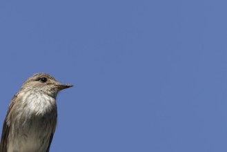 Spotted flycatcher (Muscicapa striata) adult bird head portrait, England, United Kingdom