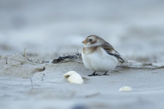 Snow bunting (Plectrophenax nivalis) adult bird on a beach, England, United Kingdom