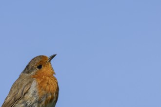 European robin (Erithacus rubecula) adult bird head portrait, England, United Kingdom
