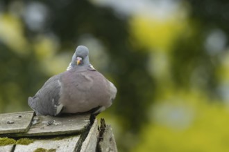 Wood pigeon (Columba palumbus) adult bird on an urban garden shed rooftop, England, United Kingdom