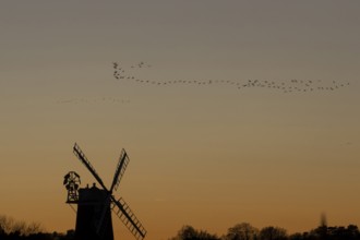 Pink-footed goose (Anser brachyrhynchus) adult geese birds flying in a flock or skein at sunset