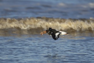 Eurasian oystercatcher (Haematopus ostralegus) adult bird in flight with a seashell in its beak