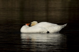 Mute swan (Cygnus olor) adult bird washing on a lake, England, United Kingdom