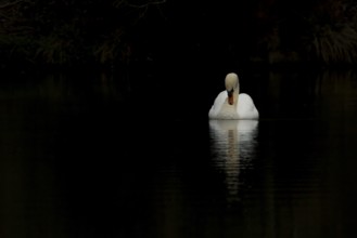 Mute swan (Cygnus olor) adult bird on a lake, England, United Kingdom