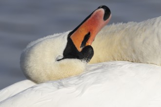 Mute swan (Cygnus olor) adult bird sleeping on a lake, England, United Kingdom