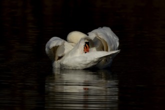 Mute swan (Cygnus olor) adult bird preening on a lake, England, United Kingdom