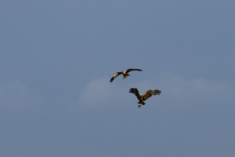 Marsh harrier (Circus aeruginosus) two adult birds of prey in flight having completed a food pass
