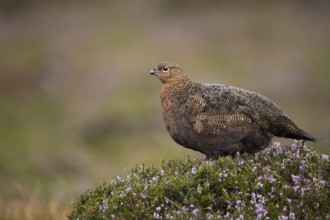 Red grouse (Lagopus lagopus scotica) adult female game bird stood on flowering heather during a