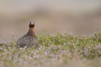 Red grouse (Lagopus lagopus scotica) adult female game bird stood on flowering heather, Yorkshire,