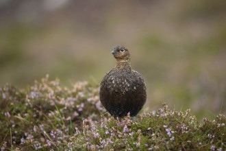 Red grouse (Lagopus lagopus scotica) adult female game bird stood on flowering heather during a