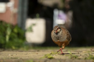 Red legged partridge (Alectoris rufa) adult game bird walking on a garden path, England, United
