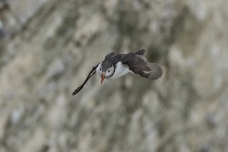 Atlantic puffin (Fratercula arctica) adult sea bird in flight, England, United Kingdom