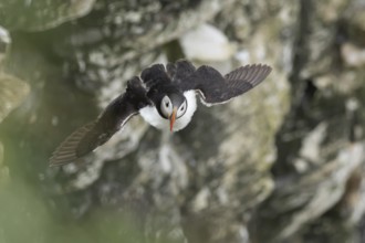 Atlantic puffin (Fratercula arctica) adult sea bird in flight, England, United Kingdom