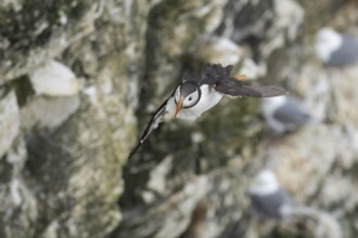 Atlantic puffin (Fratercula arctica) adult sea bird in flight, England, United Kingdom