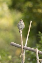 Dunnock or Hedge sparrow (Prunella modularis) adult bird singing on a garden bamboo cane, England,