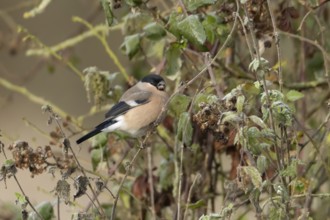 Eurasian bullfinch (Pyrrhula pyrrhula) adult female bird feeding in a hedgerow in winter, England,