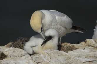 Northern gannet (Morus bassanus) adult and juvenile baby birds on a nest on a cliff top in summer,