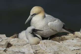 Northern gannet (Morus bassanus) adult and juvenile birds on a nest on a cliff top, England, United