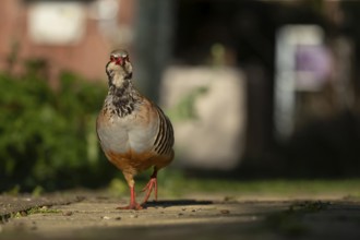 Red legged partridge (Alectoris rufa) adult game bird walking on a garden path, England, United