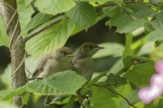 Blackcap (Sylvia atricapilla) two juvenile baby birds in a hedgerow in summer, England, United