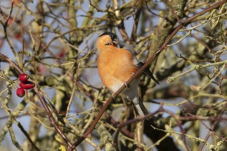 Eurasian bullfinch (Pyrrhula pyrrhula) adult male bird preening in a hedgerow in winter, England,