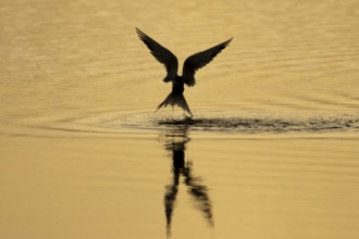 Common tern (Sterna hirundo) adult bird in flight taking off from a lagoon at sunset, England,