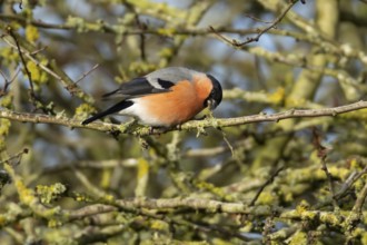 Eurasian bullfinch (Pyrrhula pyrrhula) adult male bird feeding on a tree branch in a hedgerow in