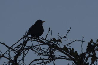 Eurasian blackbird (Turdus merula) silhouette of an adult bird in a hedgerow, England, United