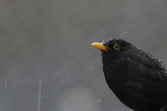 Eurasian blackbird (Turdus merula) adult male bird in a rain storm, England, United Kingdom