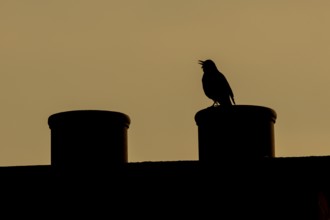 Eurasian blackbird (Turdus merula) silhouette of an adult male bird singing from an urban house