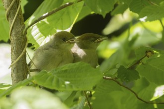 Blackcap (Sylvia atricapilla) two juvenile baby birds in a hedgerow in summer, England, United
