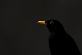 Eurasian blackbird (Turdus merula) adult male bird head portrait, England, United Kingdom