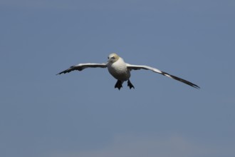 Northern gannet (Morus bassanus) adult sea bird in flight, England, United Kingdom