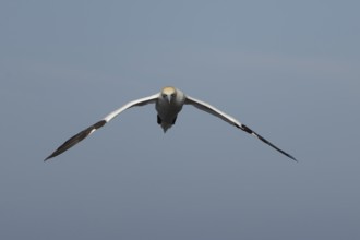 Northern gannet (Morus bassanus) adult sea bird in flight, England, United Kingdom
