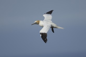 Northern gannet (Morus bassanus) adult sea bird in flight, England, United Kingdom