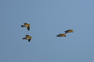 Golden plover (Pluvialis) apricaria four adult wader birds in flight, England, United Kingdom