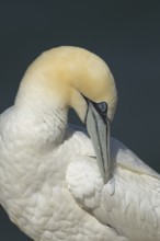 Northern gannet (Morus bassanus) adult sea bird preening its wing feathers, England, United Kingdom