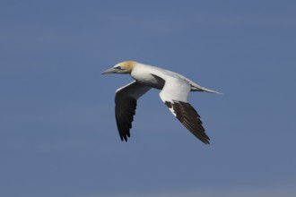 Northern gannet (Morus bassanus) adult sea bird in flight in a blue sky, England, United Kingdom