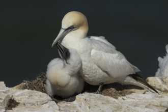 Northern gannet (Morus bassanus) adult and juvenile baby birds on a nest on a cliff top in summer,