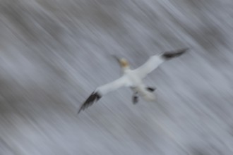 Northern gannet (Morus bassanus) adult sea bird in flight over the sea slow motion blur image,