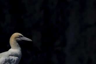 Northern gannet (Morus bassanus) adult sea bird head portrait, England, United Kingdom